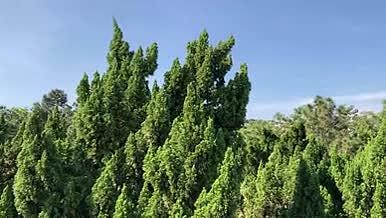 4K横版茂密的柏树林视频的预览图